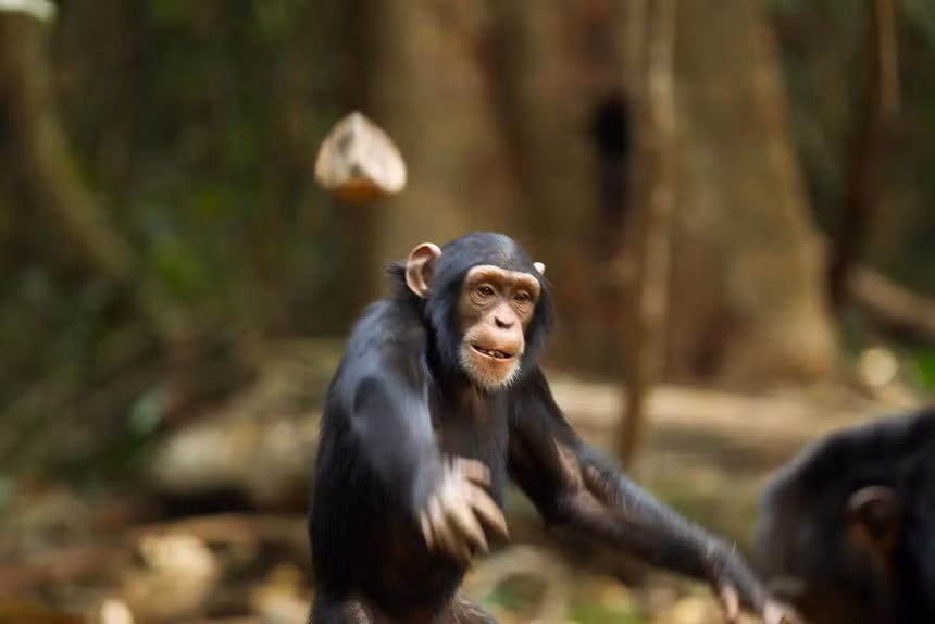 Tinh tinh Dong Phi thuc su da buoc vao thoi ky do da-Hinh-4