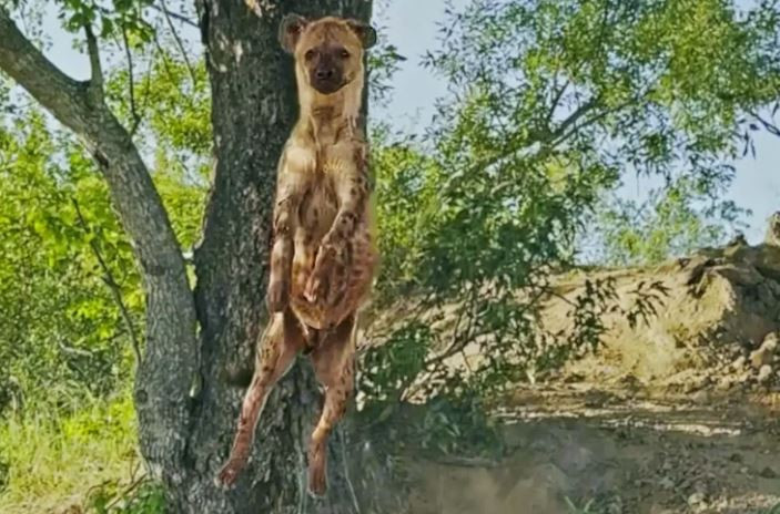 Cuoi dau bung’ truoc canh linh cau cuop moi cua bao hoa mai