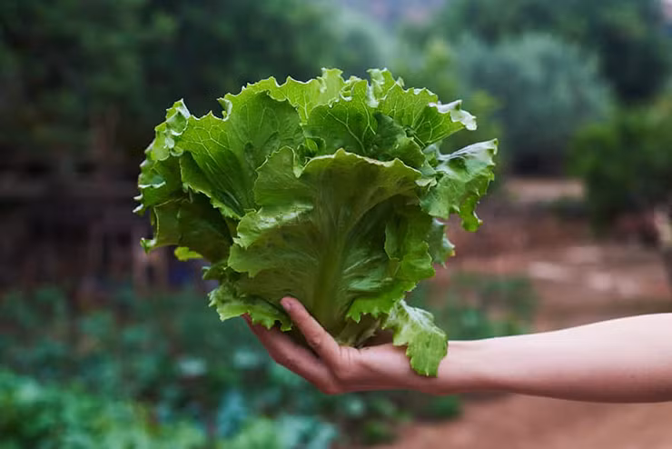 Than duoc xa lach giup phong loat ung thu: An theo 2 cach nay co the nhan tron ven dinh duong-Hinh-2