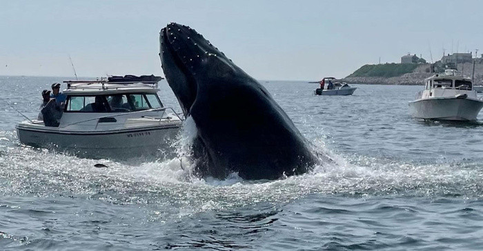 Ca voi lung gu phan khich bay len mat nuoc, de bep mui thuyen-Hinh-2