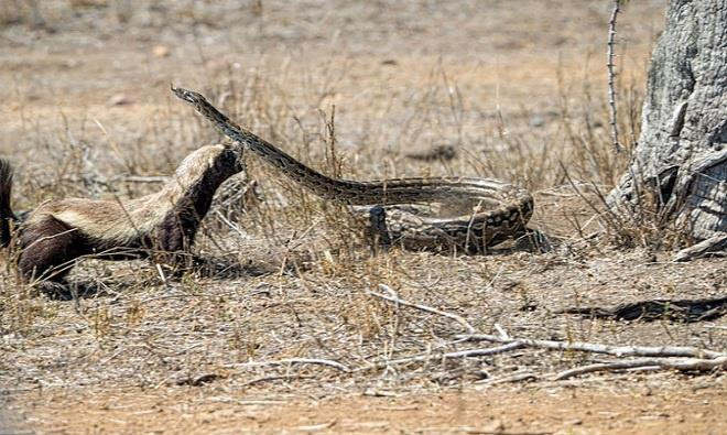 Lửng mật trưởng thành có chiều cao đến vai khoảng 28 cm, chiều dài cơ thể từ 50-77 cm, phần đuôi dài 30 cm. Con đực nặng từ 9-16 kg, còn con cái nhỏ hơn, nặng từ 5-10 kg.