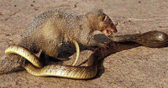 Giống lửng mật, cầy mangut cũng được xem là “khắc tinh” của loài rắn độc, nhờ khả năng di chuyển, né đòn mổ và quấn của rắn. Nó tấn công rất chính xác với hàm răng sắc nhọn. Ngoài ra, cầy mangut còn sở hữu bộ lông dày có khả năng vô hiệu hóa nọc độc của rắn. Tuy không miễn dịch hoàn toàn với nọc độc, cầy cũng có thể hồi phục trở lại và ăn rắn như lửng mật ong.