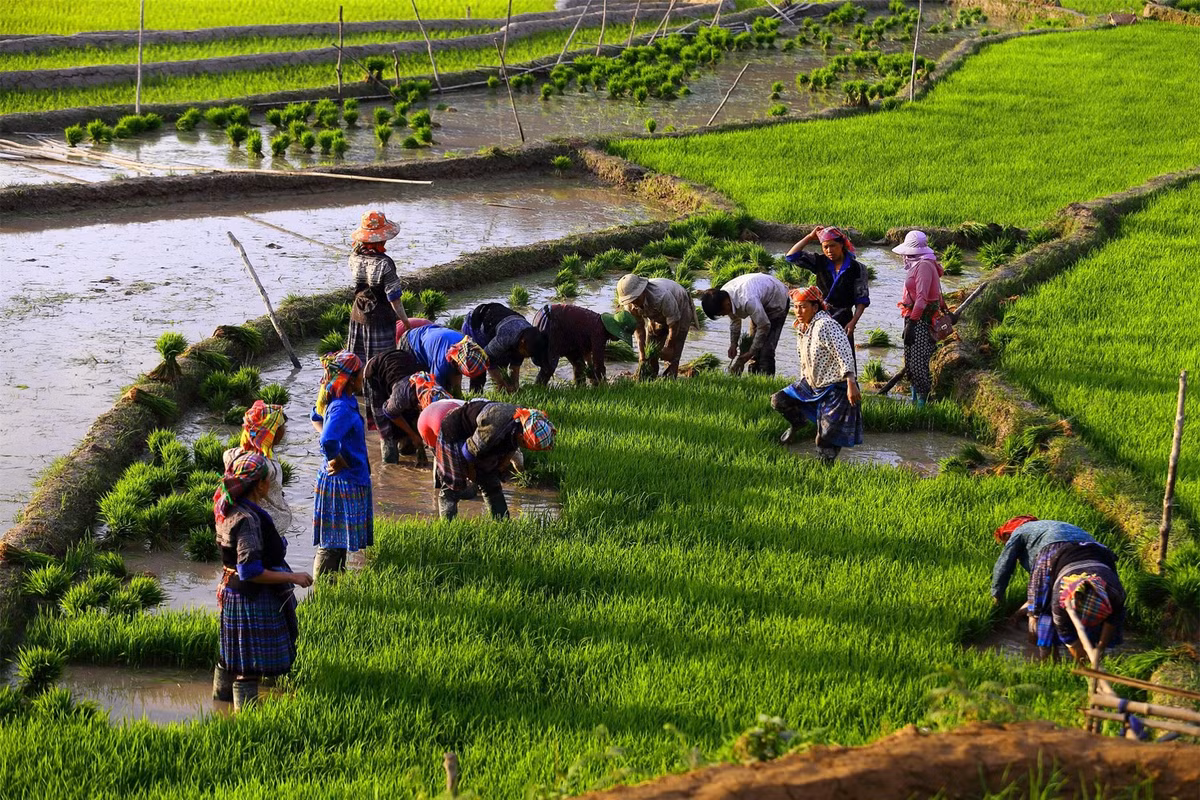  Khoảng thời gian Mù Cang Chải đẹp nhất là vào giữa tháng 9 đến tháng 10. Đây cũng là mùa lúa chín, mùa của màu lúa vàng trải khắp mọi nơi.
