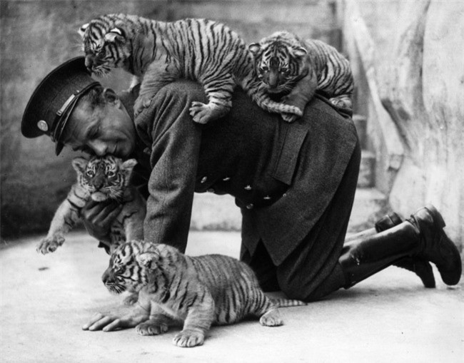 Một người đàn ông trông coi sở thú và đàn hổ con, bức ảnh chụp năm 1937.