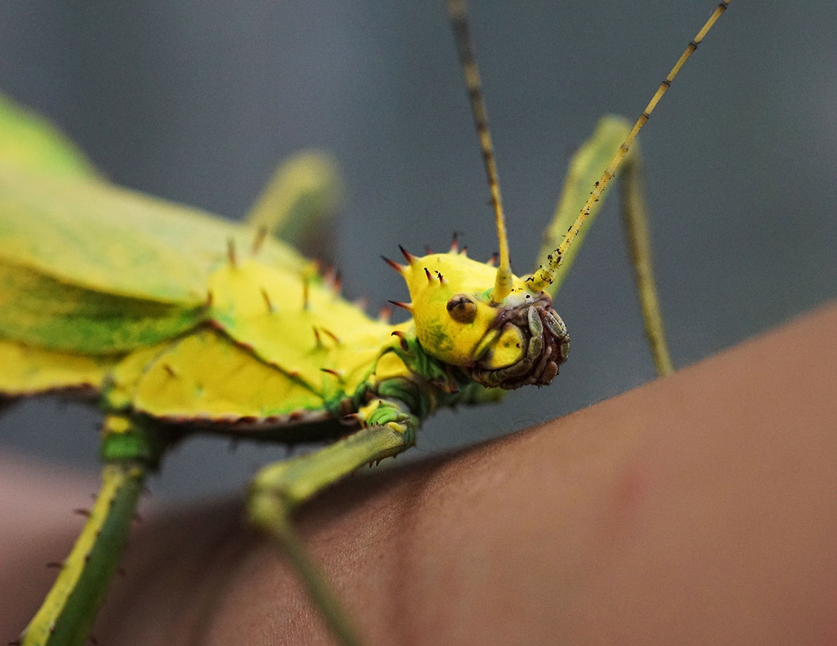 Cận cảnh mặt một con nhộng rừng Malayan.