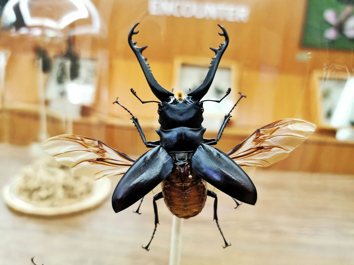 Ngoài côn trùng sống, cơ sở còn trưng bày nhiều mẫu vật. Nhờ sự bảo quản tốt, du khách đôi khi còn tưởng chúng vẫn sống.