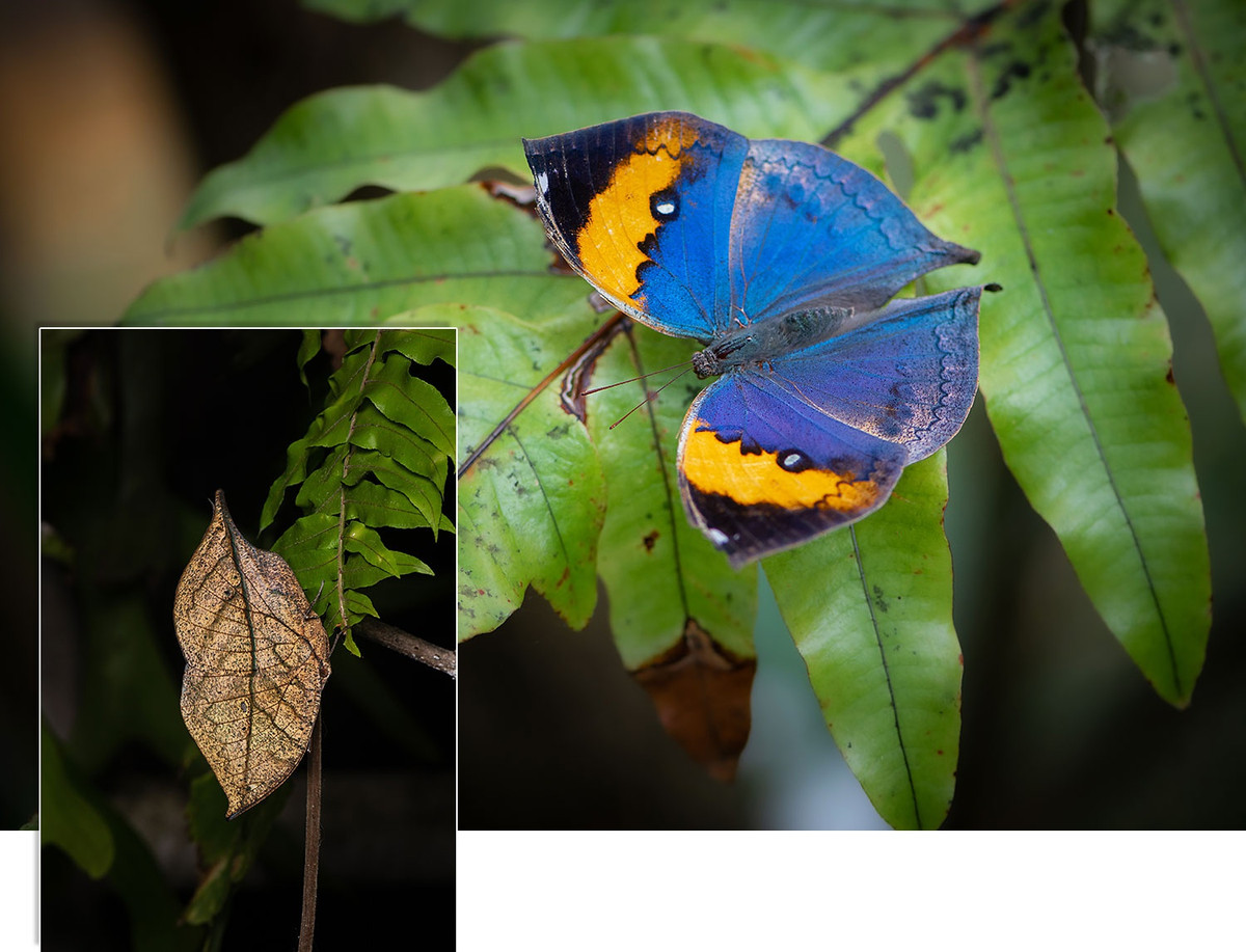 Bướm lá sồi Ấn Độ xuất hiện gần như quanh năm tại khu bảo tồn. Quá trình tiến hóa giúp chúng ẩn mình trên những chiếc lá cây. Chỉ khi con bướm này bung cánh, bạn mới thấy màu sắc rực rỡ của nó.