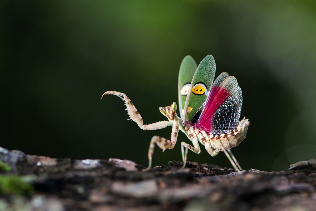 Con bọ ngựa sặc sỡ này có tên "bọ ngựa trang sức". Chúng thích ẩn nấp trong những bông hoa để rình con mồi tới thụ phấn.