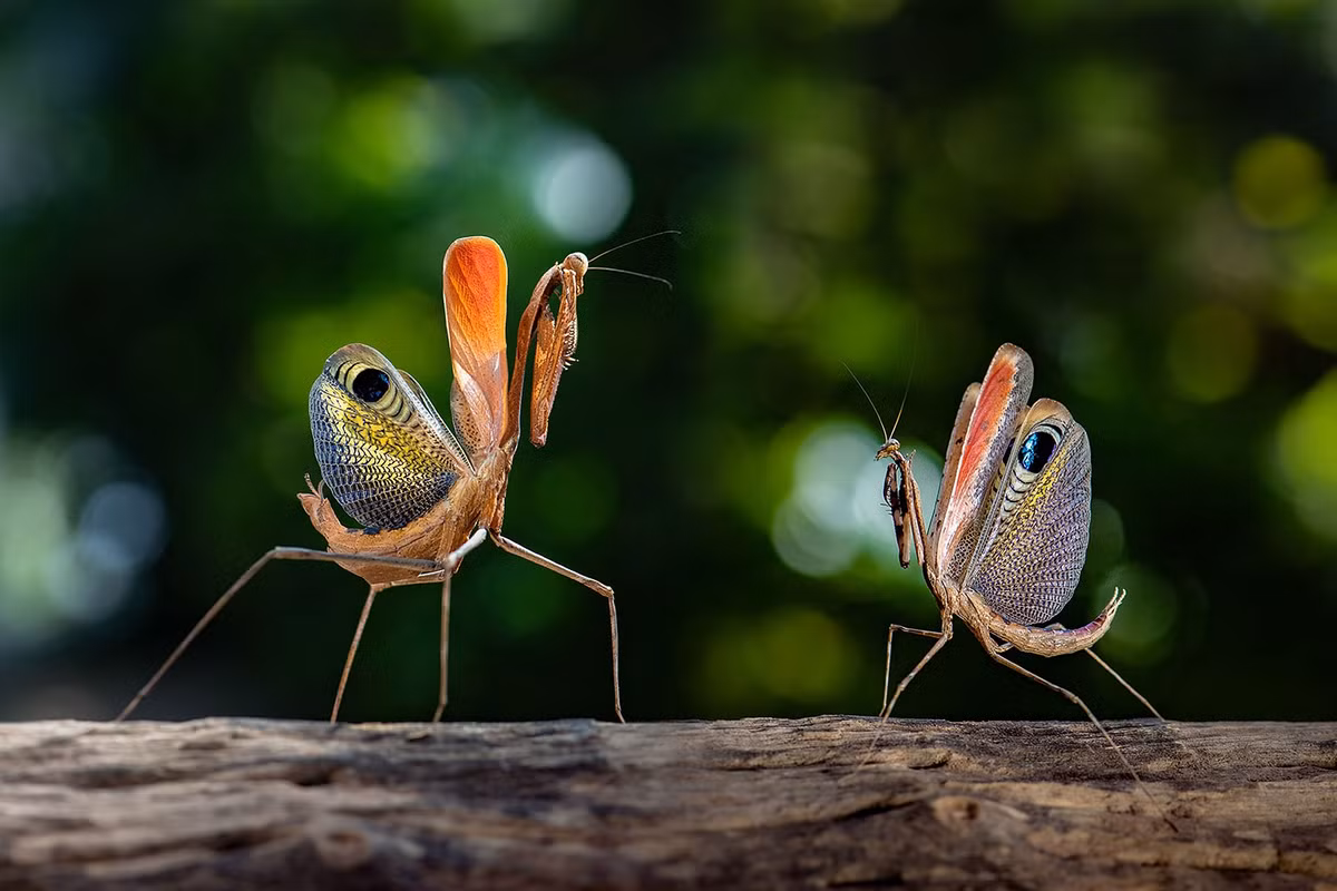  Khu bảo tồn côn trùng nhiệt đới ở Pak Chong, Thái Lan là một điểm đến thu hút khách. Khi tới đây, bạn sẽ được chiêm ngưỡng cận cảnh đủ loại côn trùng, từ những con hiền lành, dễ thương cho tới loài ăn thịt, hung hãn. Trong ảnh, hai con bọ ngựa công đang giữ khoảng cách với nhau. Con đực (bên phải) e sợ nó sẽ trở thành bữa ăn ngon cho con cái nếu lơ là vài giây.