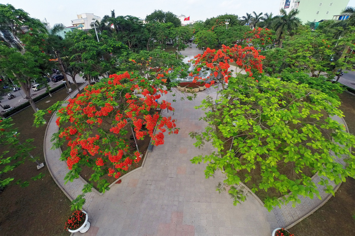 Hải Phòng là một trong 5 thành phố trực thuộc Trung ương, từ lâu được biết đến với cái tên " thành phố hoa phượng đỏ". Theo Cổng TTĐT TP Hải Phòng, hoa phượng đỏ được trồng tại địa phương từ hơn 100 năm trước, sau được trồng đại trà, trở thành biểu tượng. Tháng 5, 6 hàng năm là thời điểm Hải Phòng rực sắc hoa phượng đỏ. Ảnh: Mạnh Thắng.