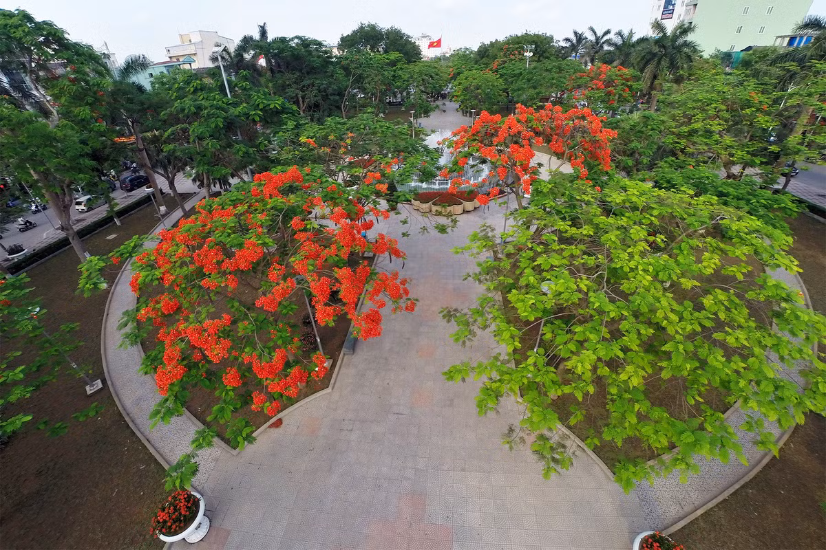 Hải Phòng là một trong 5 thành phố trực thuộc Trung ương, từ lâu được biết đến với cái tên " thành phố hoa phượng đỏ". Theo Cổng TTĐT TP Hải Phòng, hoa phượng đỏ được trồng tại địa phương từ hơn 100 năm trước, sau được trồng đại trà, trở thành biểu tượng. Tháng 5, 6 hàng năm là thời điểm Hải Phòng rực sắc hoa phượng đỏ. Ảnh: Mạnh Thắng.