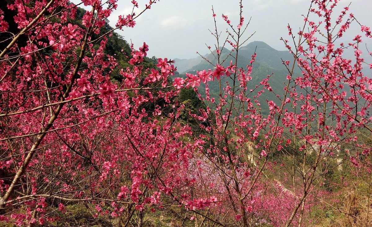Lạng Sơn được biết đến là xứ sở hoa đào, loài hoa mang tính biểu tượng, điểm tô sắc hồng rực rỡ cho vùng biên cương xứ Lạng lúc trời vào xuân. Đây cũng là tỉnh có Lễ hội Hoa đào xứ Lạng, có nhiều hoạt động xây dựng, khẳng định thương hiệu "thành phố hoa đào". Ảnh: Trung tâm Thông tin xúc tiến du lịch Lạng Sơn.