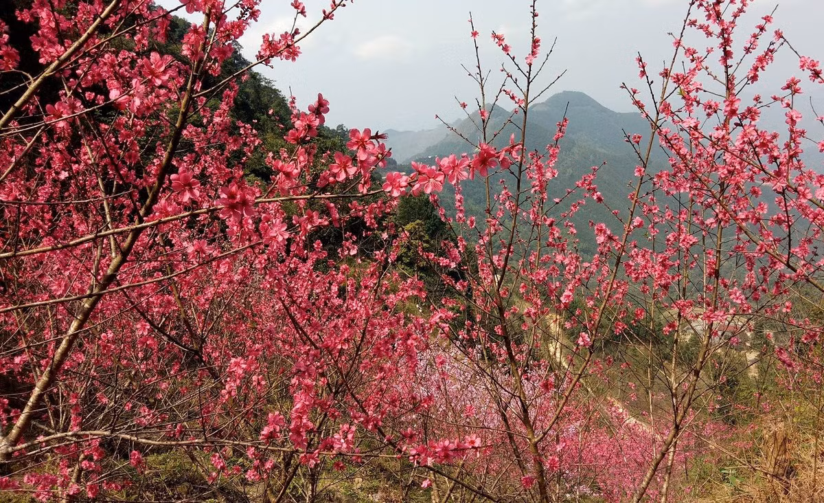 Lạng Sơn được biết đến là xứ sở hoa đào, loài hoa mang tính biểu tượng, điểm tô sắc hồng rực rỡ cho vùng biên cương xứ Lạng lúc trời vào xuân. Đây cũng là tỉnh có Lễ hội Hoa đào xứ Lạng, có nhiều hoạt động xây dựng, khẳng định thương hiệu "thành phố hoa đào". Ảnh: Trung tâm Thông tin xúc tiến du lịch Lạng Sơn.