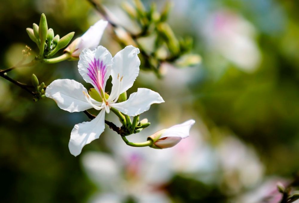 Vùng núi Tây Bắc, đặc biệt là tỉnh Điện Biên nói riêng được mệnh danh là xứ sở hoa ban. Đây là loài hoa gắn với huyền thoại tình yêu thủy chung của nàng Ban xinh đẹp, bung nở khoe sắc tinh khôi mỗi độ xuân về. Điện Biên cũng là địa phương có Lễ hội Hoa ban. Ảnh: Cổng TTĐT Điện Biên.