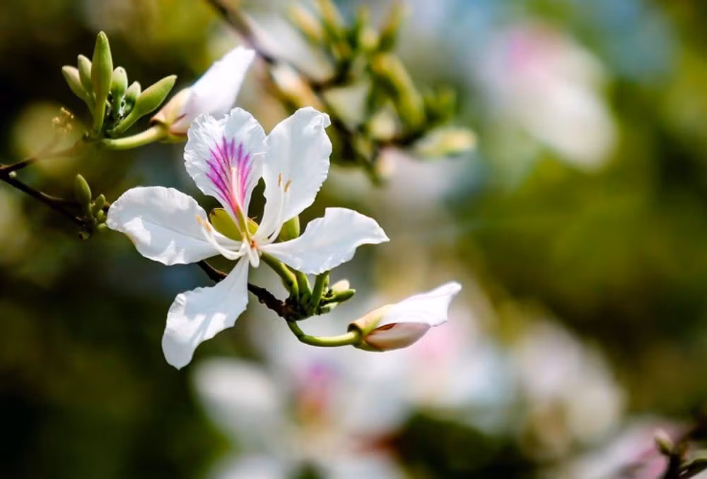 Vùng núi Tây Bắc, đặc biệt là tỉnh Điện Biên nói riêng được mệnh danh là xứ sở hoa ban. Đây là loài hoa gắn với huyền thoại tình yêu thủy chung của nàng Ban xinh đẹp, bung nở khoe sắc tinh khôi mỗi độ xuân về. Điện Biên cũng là địa phương có Lễ hội Hoa ban. Ảnh: Cổng TTĐT Điện Biên.