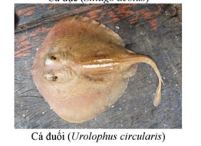 Các loại cá đuối.