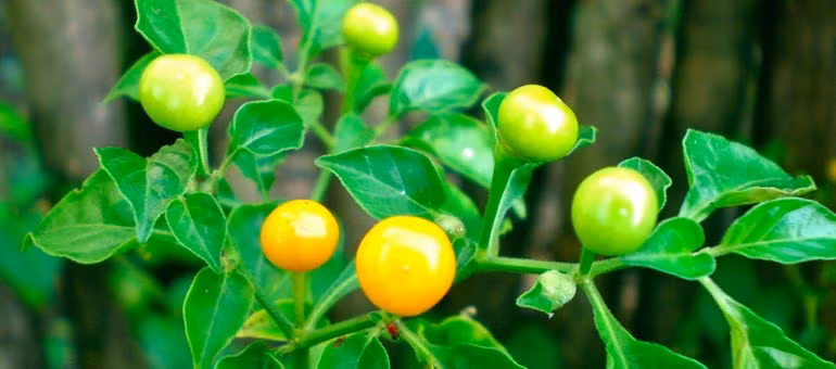 . Không giống như những loại ớt thông thường khác, loại ớt này chỉ trồng được ở môi trường hoang dã như trong rừng, bên cạnh những cây lớn.