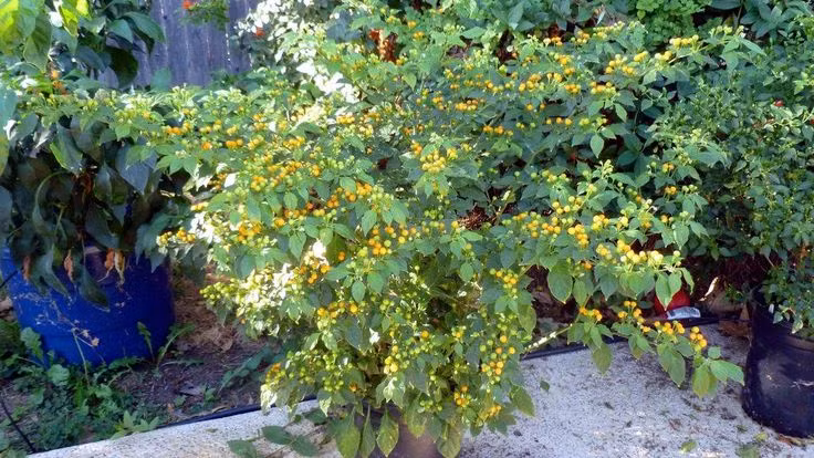 Ưu điểm của nó là không cần phải tốn quá nhiều công sức để chăm sóc.