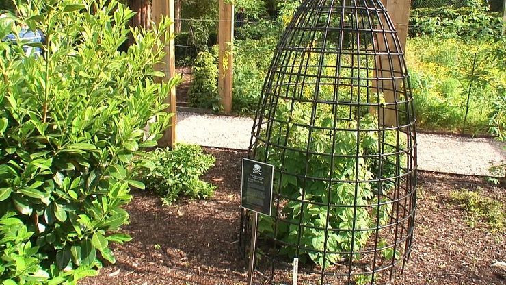 Chính vì có nhiều loại cây 'nguy hiểm' như vậy, khu vườn luôn được bảo vệ một cách cẩn thận và chỉ mở cửa 30 phút một lần duy nhất trong ngày. Mỗi lần mở cửa, khu vườn chỉ tiếp tối đa 20 - 25 khách vào tham quan dưới sự chỉ dẫn kỹ càng của hướng dẫn viên. Tất cả đều phải mặc đồ bảo hộ và tuân thủ các quy tắc an toàn như không chạm, nếm hoặc ngửi bất cứ loài cây, hoa nào ở đây. Ảnh: Những loài "siêu độc" đều có lồng sắt bảo vệ bên ngoài (Nguồn: The Travel).