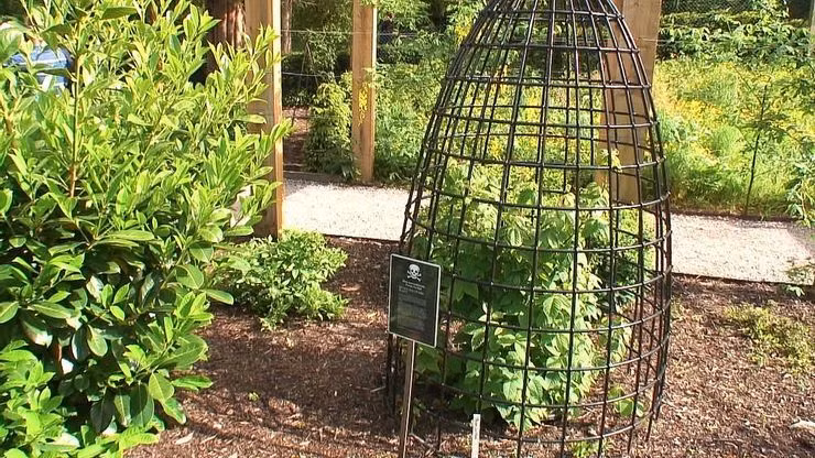 Chính vì có nhiều loại cây 'nguy hiểm' như vậy, khu vườn luôn được bảo vệ một cách cẩn thận và chỉ mở cửa 30 phút một lần duy nhất trong ngày. Mỗi lần mở cửa, khu vườn chỉ tiếp tối đa 20 - 25 khách vào tham quan dưới sự chỉ dẫn kỹ càng của hướng dẫn viên. Tất cả đều phải mặc đồ bảo hộ và tuân thủ các quy tắc an toàn như không chạm, nếm hoặc ngửi bất cứ loài cây, hoa nào ở đây. Ảnh: Những loài "siêu độc" đều có lồng sắt bảo vệ bên ngoài (Nguồn: The Travel).