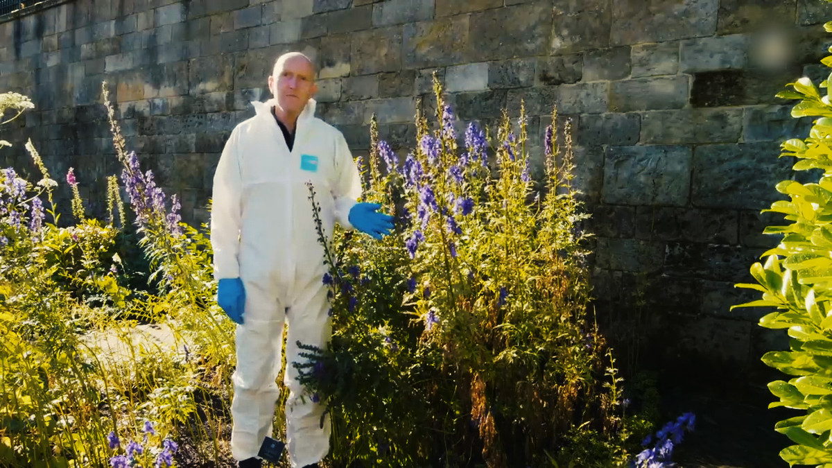 Cây Phụ tử (cây Ô đầu) có hoa màu xanh tuyệt đẹp nhưng toàn bộ cây đều có độc. Quả, lá, rễ và thân của cây này có độc tính và có thể giết chết bất kỳ ai. Ảnh: Toàn bộ cây Phụ tử từ rễ tới hoa đều chứa độc dược "siêu mạnh" (Nguồn: Great Big Story).