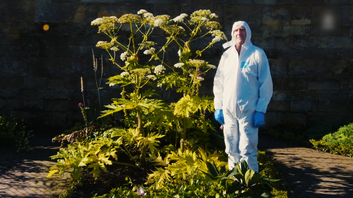 Cây Nguyệt quế có thể tạo ra chất "cyanua" hạ gục bạn trong tức khắc. Cây ngò tây khổng lồ cao hơn 2 mét có độc tính quang học có thể khiến da người bị bỏng khi chạm vào và da bị phồng rộp đến 7 năm. Ảnh: Cây Ngò tây "khổng lồ" ở Vườn Độc dược Alnwick (Nguồn: Great Big Story).