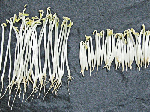 4 loai rau mang mam mong ung thu, an vao noi tang 