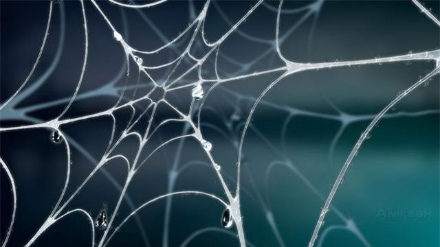 Không có tai, nhện dùng cách nào để "nghe ngóng" và săn mồi? ảnh 2