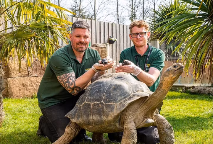 Rua khong lo Galapagos lam cha o tuoi 70