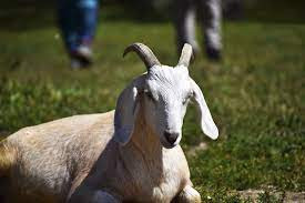 Người tuổi Mùi ngày càng làm việc thận trọng, đáng tin cậy. Con giáp này đạt được tiến bộ đều đặn, gặt hái được nhiều tiền. Tương lai, họ sẽ đón nhận cuộc sống nhiều niềm vui, không còn bị áp lực, lo lắng vùi dập. *Thông tin trong bài mang tính tham khảo, chiêm nghiệm. (Theo Sina)