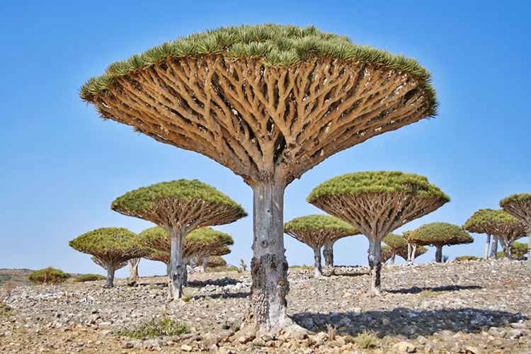 Cây "máu Rồng" ở Socotra, Yemen.