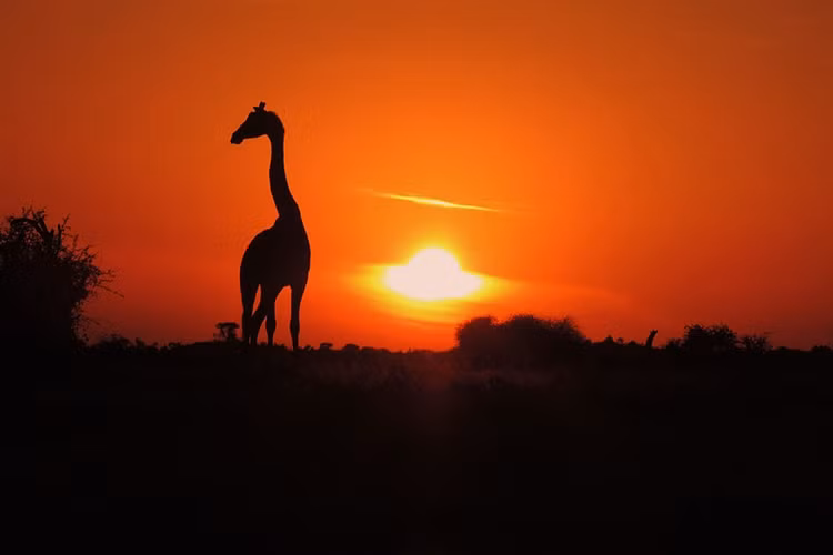 Hoàng hôn trên thảo nguyên Laikipia, Kenya.