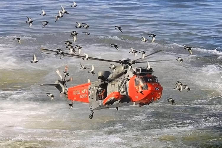 Đàn bồ câu đá hoảng hốt bay giữa chiếc máy bay trực thăng cứu hộ Sea King ở ngoài khơi thị trấn Portrush, Bắc Ireland.