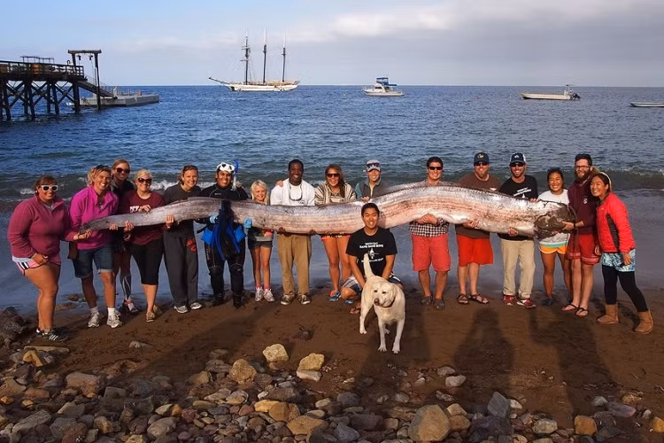 Bắt được chú cá trình khổng lồ dài gần 6m ở Toyon trên đảo Santa Catalina, California, Mỹ.