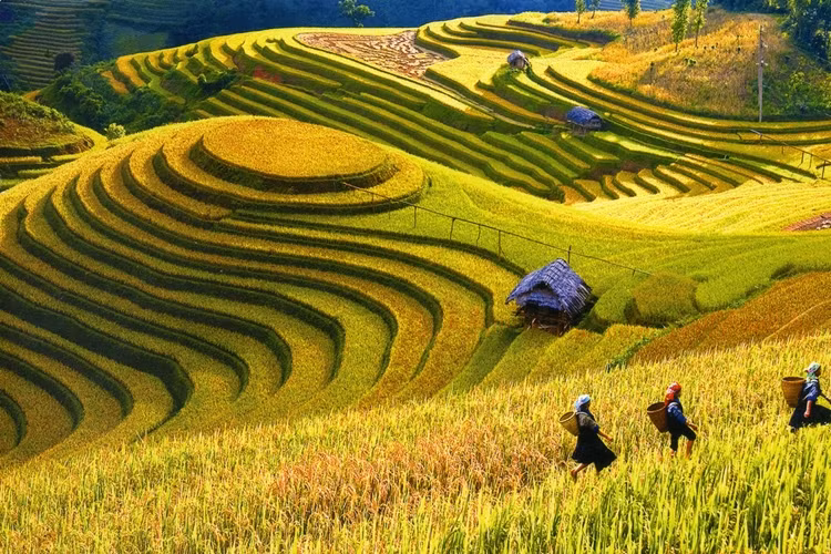 Ruộng bậc thang ở Việt Nam.