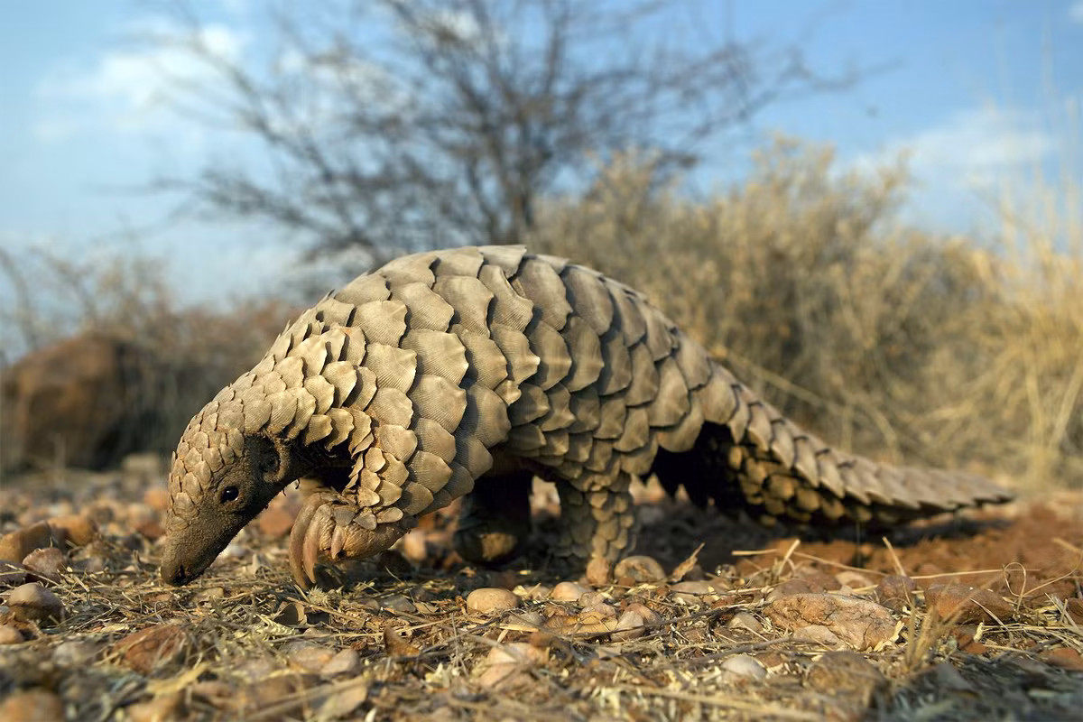Tê tê đất (Manis temminckii) dài 40-50 cm, là loài tê tê duy nhất sống ở phía Nam và Đông châu Phi. Chúng thường bị người dân địa phương săn bắt để lấy vẩy dùng làm bùa yêu.