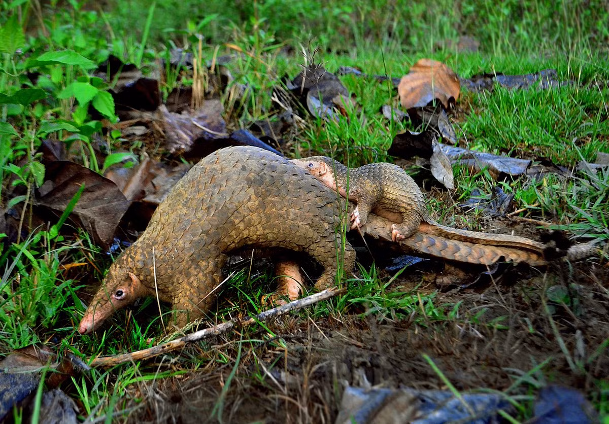 Tê tê Philippine (Manis culionensis) dài 50-70 cm, là một loài tê tê đặc hữu của tỉnh Palawan ở Philippines. Loài này có quan hệ rất gần với tê tê Java, được phân biệt nhờ tỷ lệ cơ thể trên đuôi nhỏ hơn, vảy nhỏ hơn và đầu ngắn hơn.