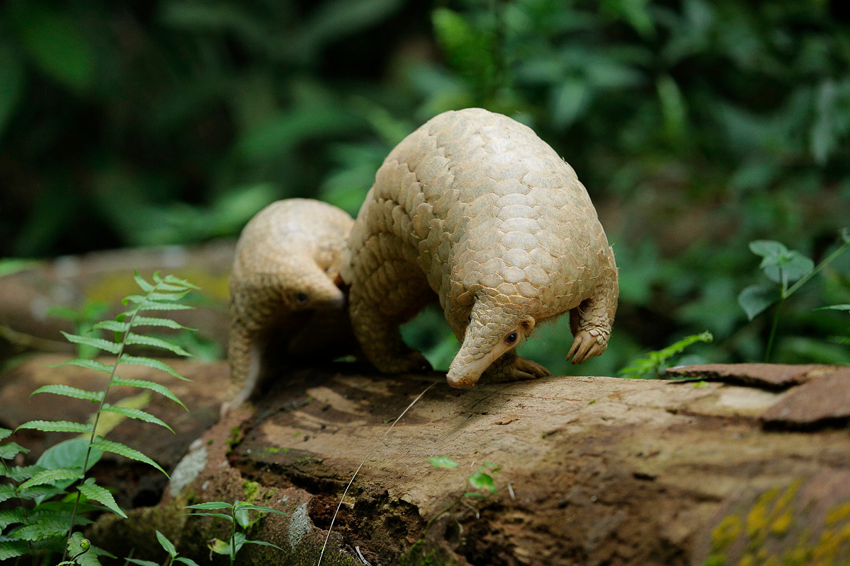 Tê tê Java hay tê tê Sunda (Manis javanica) dài 50-65 cm, phân bố ở Đông Nam Á. Loài này sống một nửa thời gian trên cây và di chuyển khá vụng về bằng 4 chân trên mặt đất. Khi bị đe dọa, nó chạy bằng 2 chân sau, dùng đuôi để giữ thăng bằng.