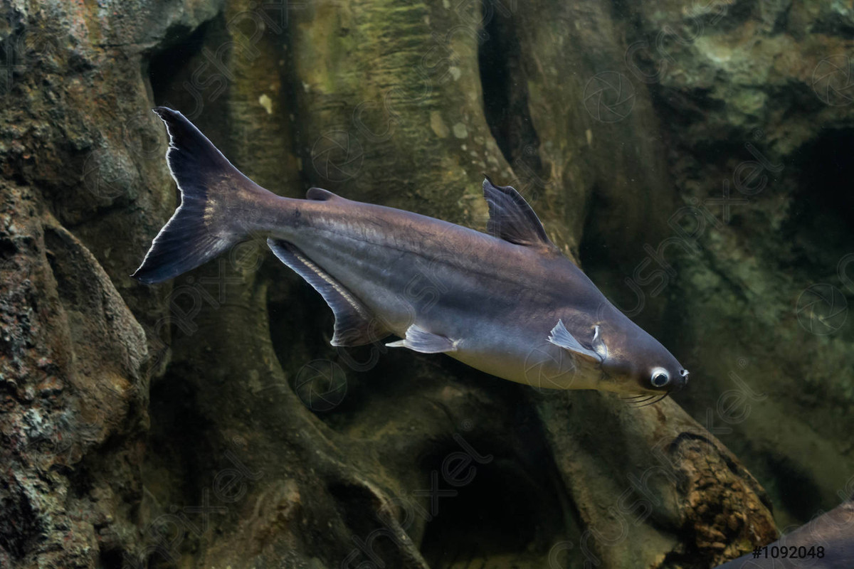 Cá basa (Pangasius bocourti) dài tối đa 1,2 mét, có khu vực phân bố và đặc điểm hình thái khá giống với họ hàng gần là cá tra. So với cá tra, cá basa có đầu ngắn và nhỏ hơn, râu dài hơn, bụng tròn, thân ngắn hơn. Đây cũng là một loài cá thương phẩm quan trọng.