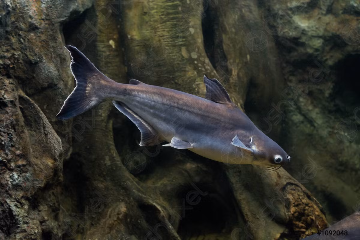 Cá basa (Pangasius bocourti) dài tối đa 1,2 mét, có khu vực phân bố và đặc điểm hình thái khá giống với họ hàng gần là cá tra. So với cá tra, cá basa có đầu ngắn và nhỏ hơn, râu dài hơn, bụng tròn, thân ngắn hơn. Đây cũng là một loài cá thương phẩm quan trọng.