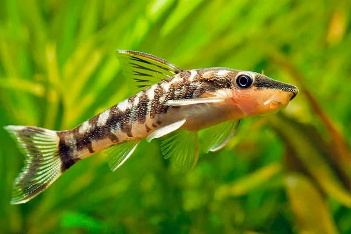 Cá Otto vàng (Otocinclus affinis) dài 4 cm, là loài đặc hữu ở Đông Nam Brazil. Là một trong những loài cá da trơn nhỏ nhất, chúng thường được nuôi trong bể cá cảnh nhằm mục đích kiểm soát tảo.