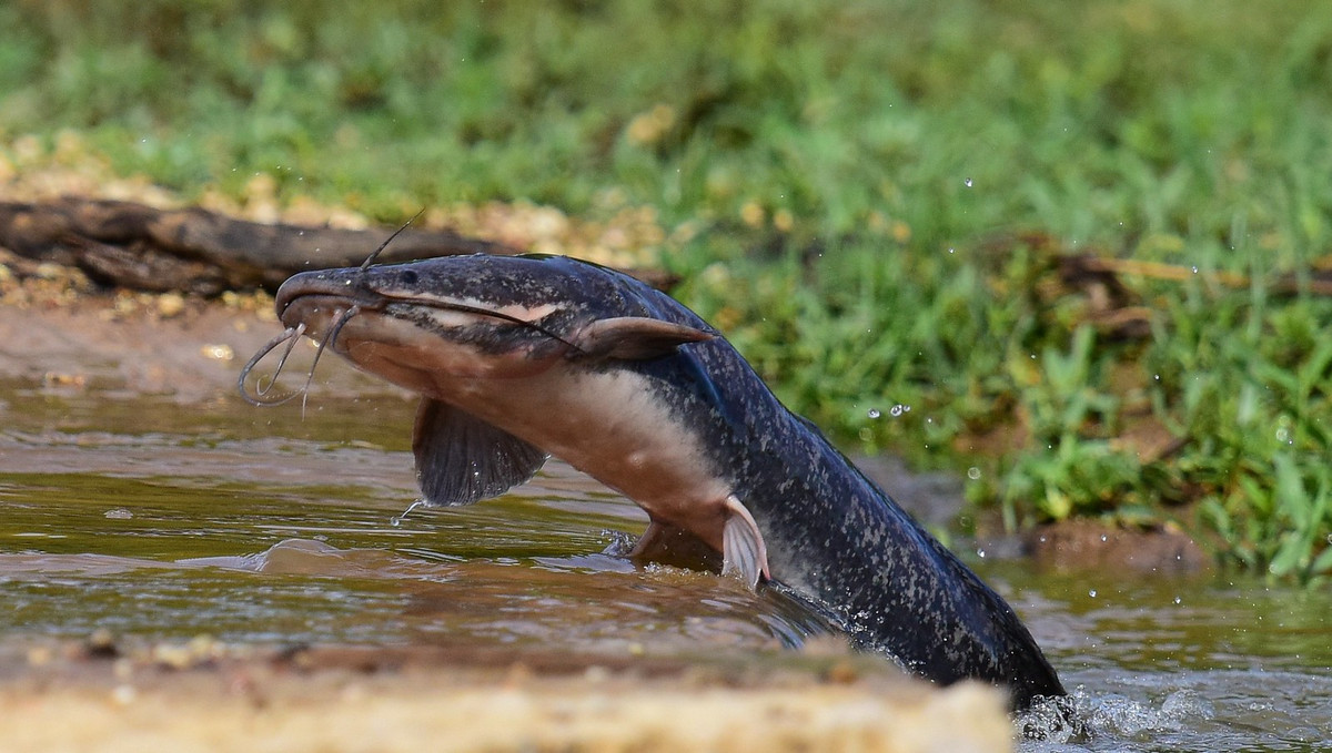 Cá trê phi (Clarias gariepinus) có thể dài tới 1,5 mét, là loài bản địa ở châu Phi và Trung Đông. Với cái miệng rộng, chúng có thể nuốt chửng con mồi khá lớn, gồm cả chim nước. Loài cá này đã du nhập vào nhiều quốc gia để làm thực phẩm.