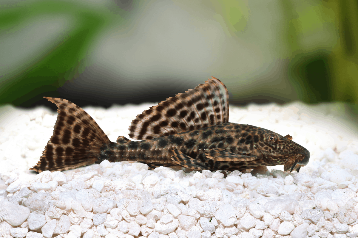 Cá dọn bể (Hypostomus punctatus) dài 30 cm, là một loài cá nước ngọt đặc hữu của Nam Mỹ. Loài cá này có vảy rất cứng, chuyên ăn rong, tảo bám trên bề mặt thực vật hoặc nền đáy. Chúng trở thành loài xâm hại ở nhiều nơi khi thoát ra từ các bể nuôi cá cảnh.