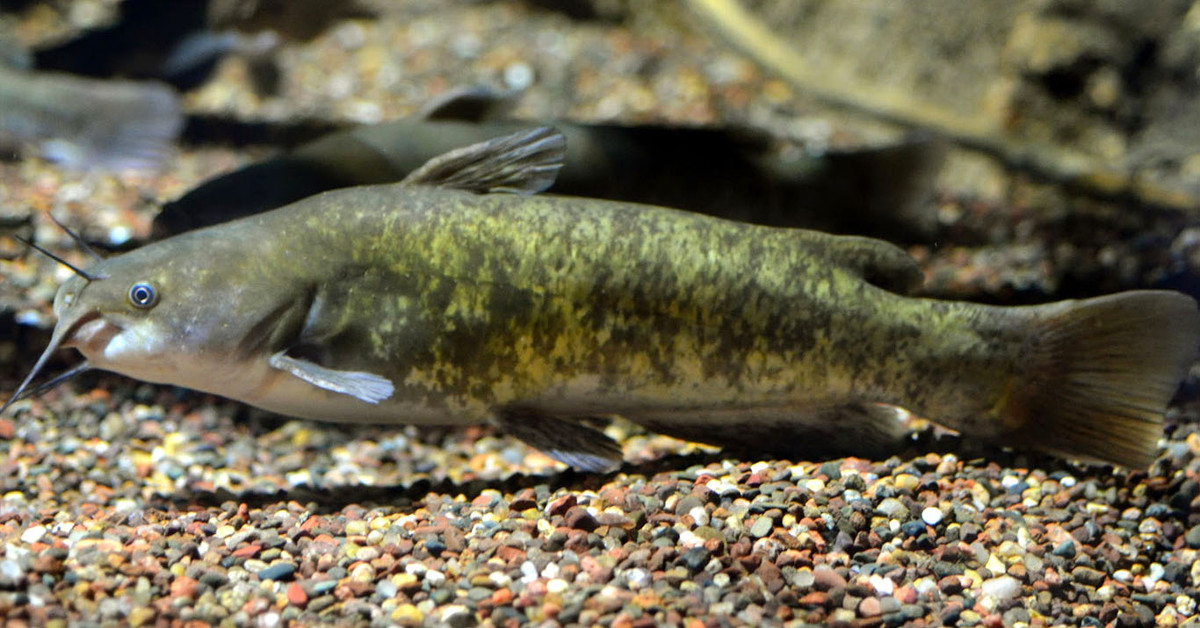 Cá nheo Mỹ lưng nâu (Ameiurus nebulosus) dài 52 cm, phân bố ở Bắc Mỹ. Chúng có gai vây chứa độc tố mạnh, giúp xua đuổi các động vật săn mồi khi canh tổ.