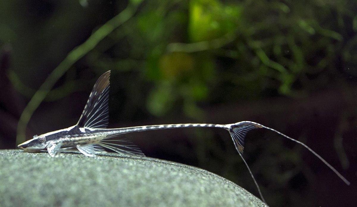 Cá trực thăng (Farlowella acus) dài 16 cm, được tìm thấy ở hồ Valencia và lưu vực sông Torito ở Venezuela. Đây là một loài cá cảnh được ưa thích do hình dáng độc đáo. Chúng cũng có "áo giáp" cứng như cá dọn bể.