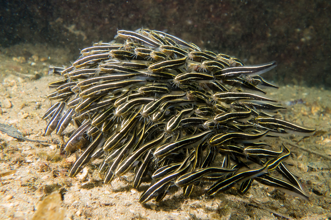 Cá ngát sọc (Plotosus lineatus) dài 32 cm, sống ở các vùng biển nhiệt đới, là một trong số ít loài cá da trơn sống ở nước mặn. Con non của chúng tụ lại thành đàn đông đúc hình quả bóng để tăng khả năng bảo vệ trước kẻ săn mồi. Con trưởng thành sống đơn lẻ, có gai vây cực độc.