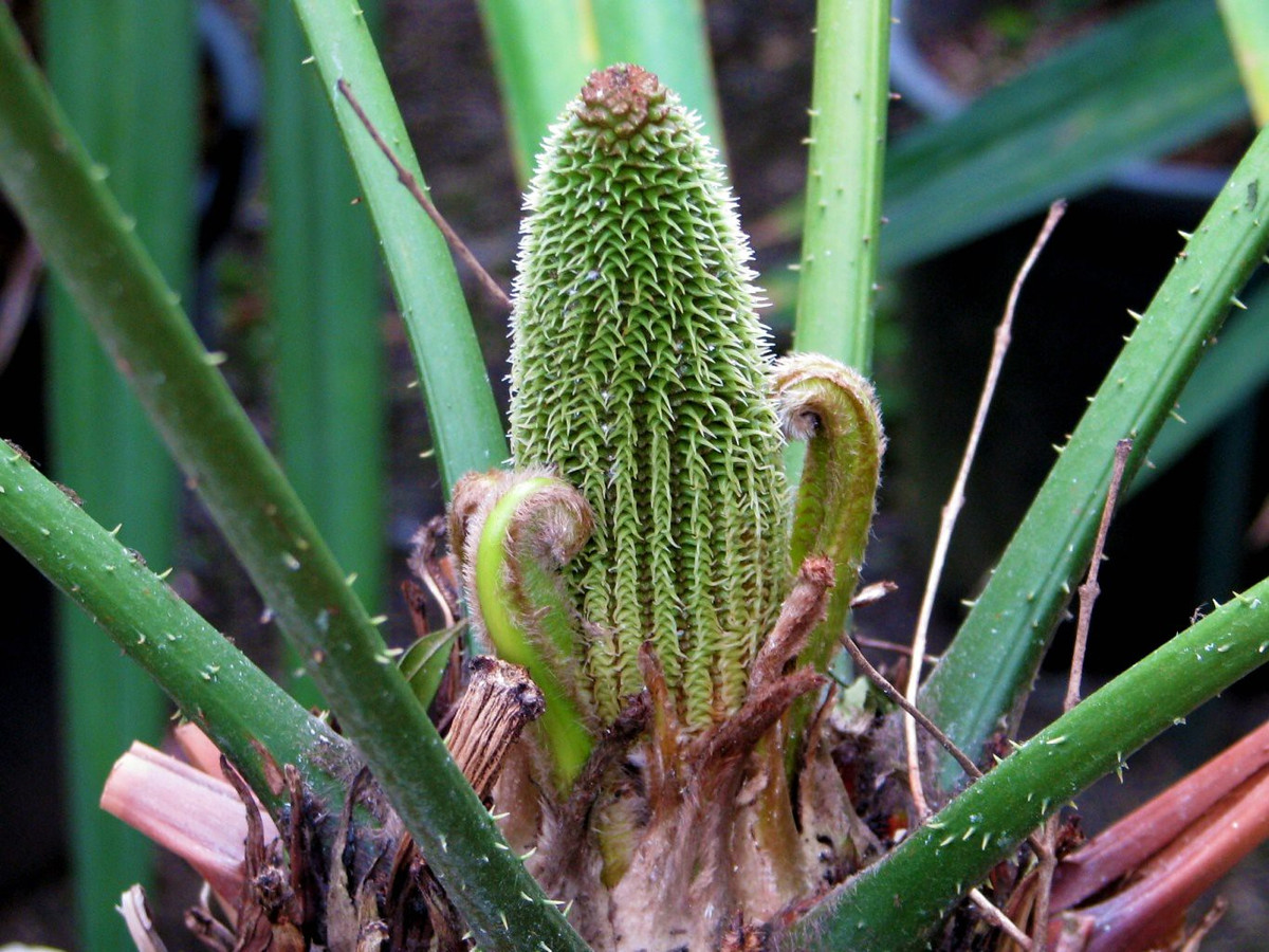 Tuế nón sừng Mexico (Ceratozamia mexicana) cao 2 mét, là một loài tuế khác đến từ miền Đông Mexico. Loài cây chắc khỏe này có chỏm lá lớn xòe rộng và nón màu lục có sừng đặc trưng trên vảy nón.