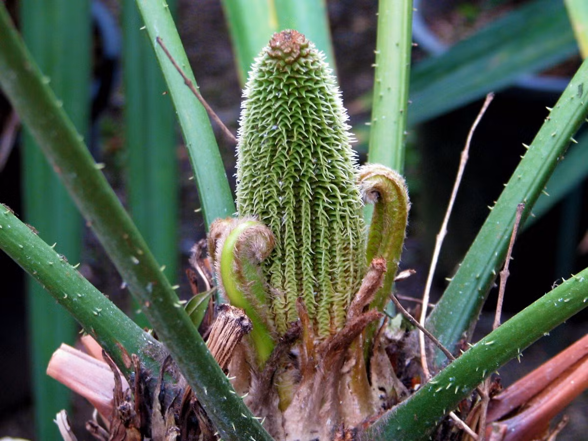 Tuế nón sừng Mexico (Ceratozamia mexicana) cao 2 mét, là một loài tuế khác đến từ miền Đông Mexico. Loài cây chắc khỏe này có chỏm lá lớn xòe rộng và nón màu lục có sừng đặc trưng trên vảy nón.
