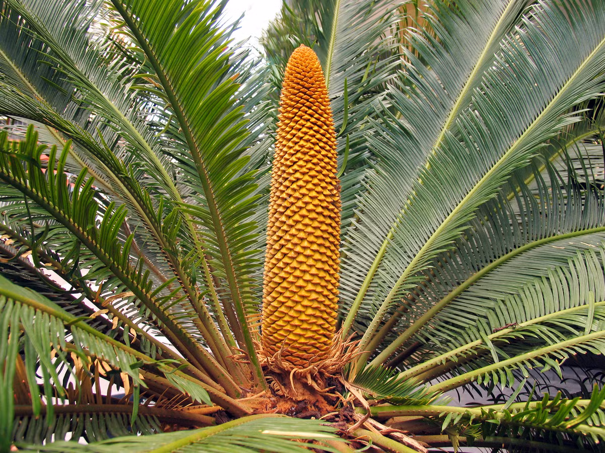 Tuế Burrawang (Macrozamia communis) cao 3 mét, là loài cây bản địa của vùng bờ biển Đông Nam Australia. Loài tuế này có các nón lớn, khi tách ra sẽ thấy các hạt màu đỏ. Chúng thường mọc sít nhau tạo thành quần thể có mật độ cao.