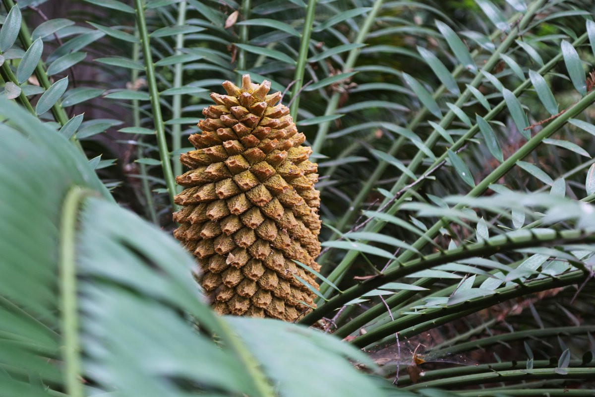 Tuế gai (Encephalartos altensteinii) cao 6 mét, phân bố ở bờ biển phía Đông của Nam Phi. Loài tuế cận nhiệt đới cao lớn này có nhiều gai ở cuống lá, nón màu vàng lục có độc tố. Chúng là loài cây dễ bị tổn thương do môi trường sống bị phá hủy và bị khai thác làm thuốc truyền thống.